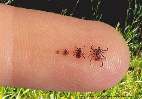 4 Reasons Poppyseed Sized Ticks Are More Dangerous Than Adult Ones