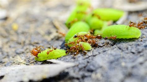 Ants In Garden Are Ants Good For Plants In Your Garden Pest Samurai