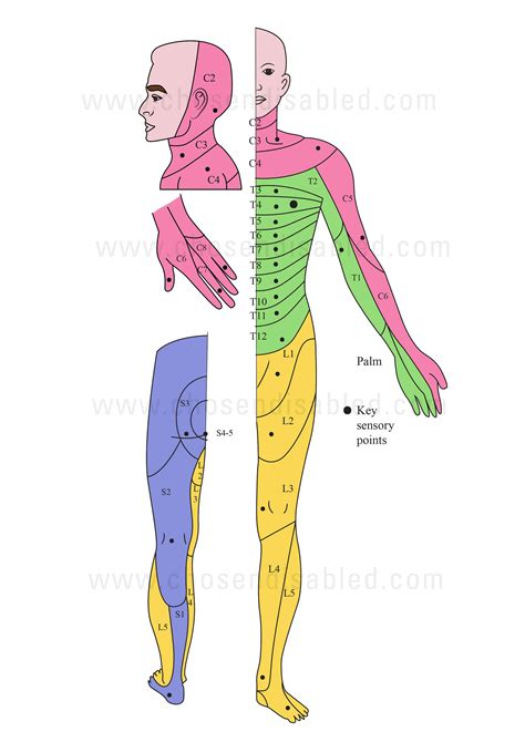 Asia Impairment Scale Classification Spinal Cord Injury Spinal