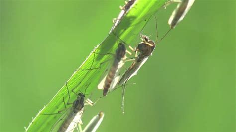 We did not find results for: Tiny Gnats In Bedroom - Bangmuin Image Josh
