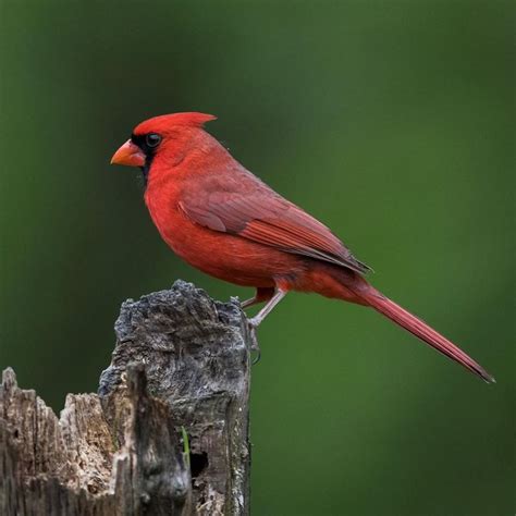 Scottestesphotography On Instagram Northern Cardinal Male