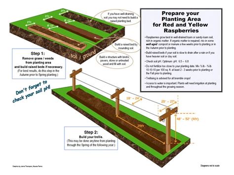 Planting a raspberry patch is a great addition to the homestead, because raspberries are perennial, prolific, easy to grow, and delicious. Prelude Raspberry Plant: Small fruit plants shipped from ...