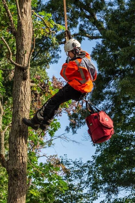 About Our Tree Removal Services In Stoughton Ma Walnut Tree Service