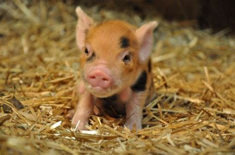 Kunekune Piglet Baby Pigs Cute Piglets Cute Pigs