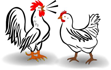 Rooster And Chicken Clip Art At Vector Clip Art Online
