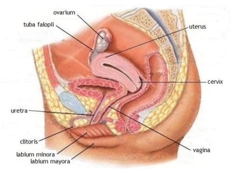 Anatomi Organ Reproduksi Perempuan Jurnal Ku