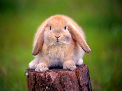 imagenes de conejos fotografia conejos orejas caidas [09 08 15