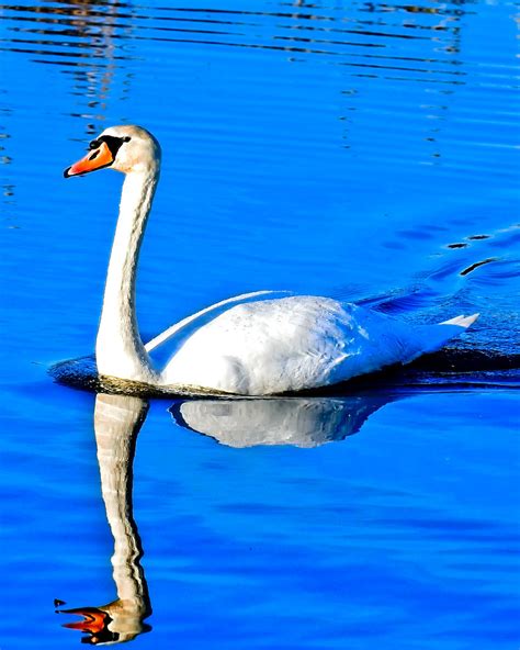 Wildlife Mute Swan Ton Carnas Flickr