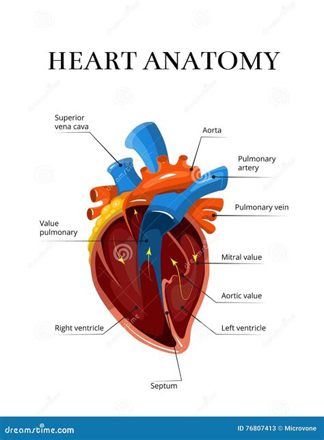 Illustrazione Cardiologica Di Vettore Sezionale Di Anatomia Del Cuore