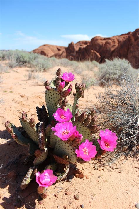 Desert Cactus Valley Of Fire Nevada Hiking Desert Flowers Valley Of Fire Cacti And