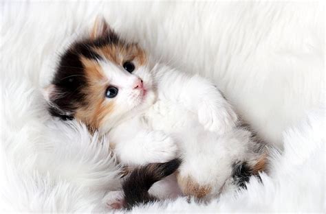 Koleksi Foto Anak Kucing Imut Dan Cute Cantik Buat Wallpaper Dan