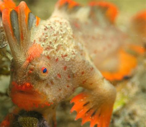 How Were Saving The Worlds Rarest Fish Csiroscope