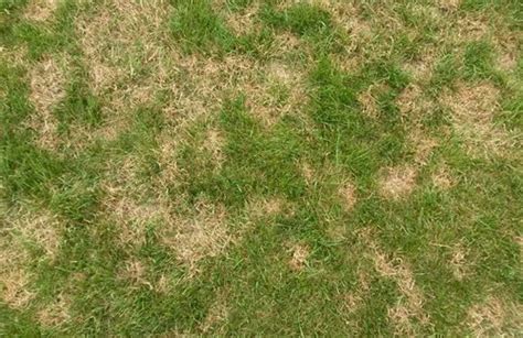 Brown Patch Lawn Disease Identification Guide For Ohio
