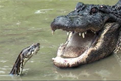 Python Vs Alligator Real Fight Python Attacks Alligator Andlosya