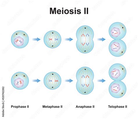 Scientific Designing Of Meiosis The Second Stage Of Meiosis Process