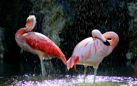 Flamingo Birds Under The Waterfall Hd Wallpaper Hd
