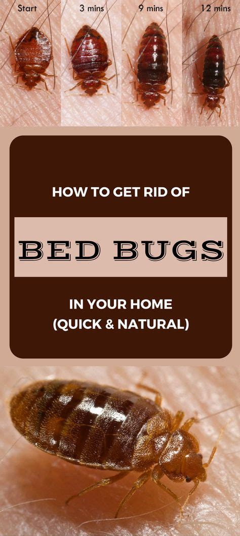 Learn How To Get Rid Of Bed Bugs In Your Home Quick And Natural