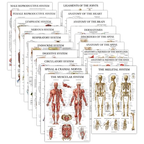 Buy 19 Pack Anatomical Posters Laminated Muscular Skeletal