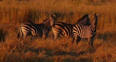 zebras at sunset botswana caroline castendijk flickr