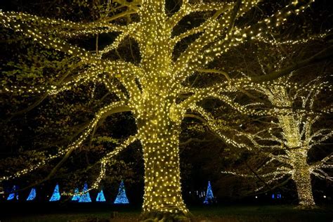 Transform Your Oak Trees With Lights Decorating Elves