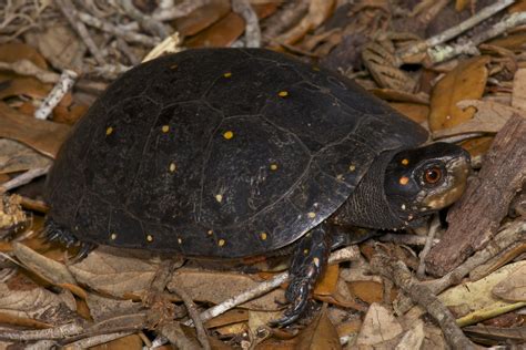 Clemmys Guttata Spotted Turtle Cgut A2 Adult Male ~12 Flickr