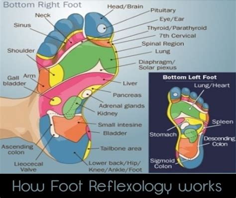How Foot Reflexology Works Facts Garden Reflexology Reflexology