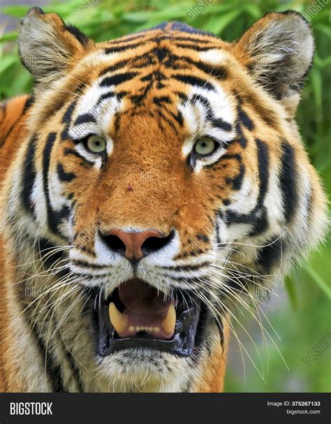 Tiger Face Open Mouth Image Photo Free Trial Bigstock
