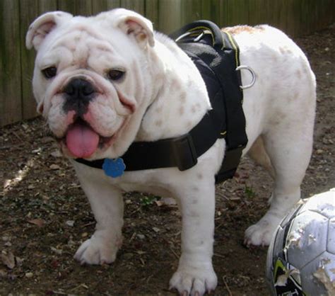 Check out our english bulldog harness selection for the very best in unique or custom, handmade pieces from our pet supplies shops. Comfortable Water Resistant Nylon English Bulldog Harness ...