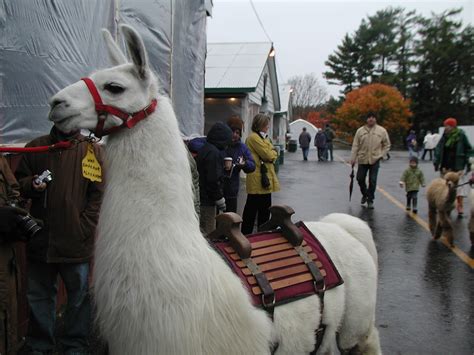 Llama Ready To Leap The Tail End Of The Procession To The Flickr