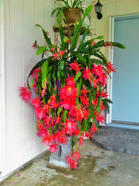 We did not find results for: amazing epiphyllum | Flowering succulents, Planting ...