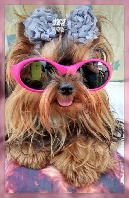 Reunir a los las especies animales, para reproducirse, desarrollan el apareamiento de modo natural. Moda para perros pequeños modelos originales | Imágenes de Ropa Para Perros