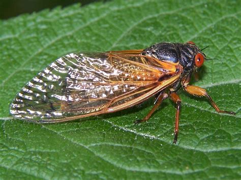 Is There A Difference Between A Cicada And A Locust Dengarden