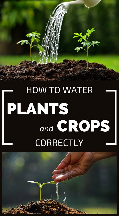 How To Water Plants And Crops Correctly Gardaholic Net