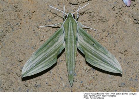 Cechenena Lineosa Sphingidae Sumatera Jawa Kalimantan