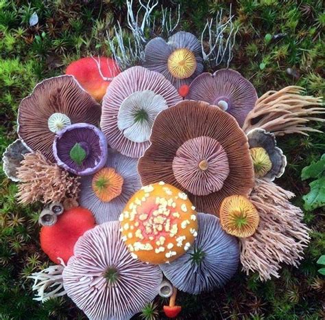 dec 18th 2016 fungi the cellar fungi art stuffed mushrooms mushroom art