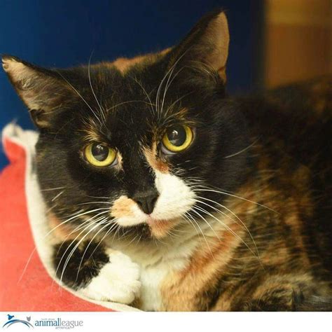 Free adoptions please donate food so fewer animals go to sleep on empty stomachs. Petula | Cat adoption, Animal league, Kitten adoption