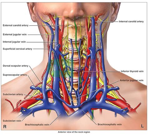 Image Result For Human Arteries And Veins Labeled Model Anatomy