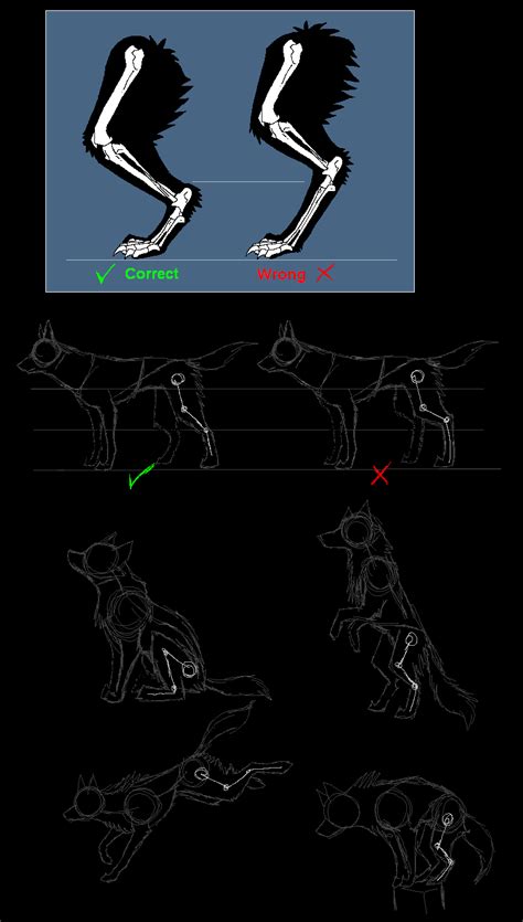 Fox Leg Anatomy