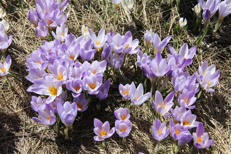 7 Early Spring Flowers In Montenegro Living In Montenegro