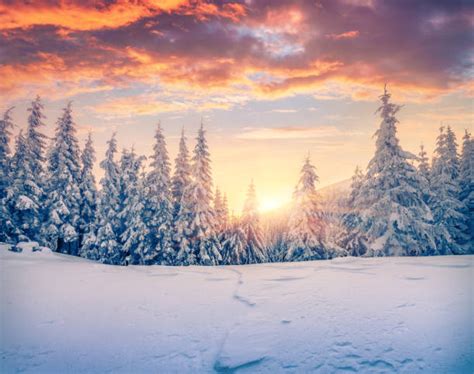 Winter Stock Photos Pictures And Royalty Free Images Istock