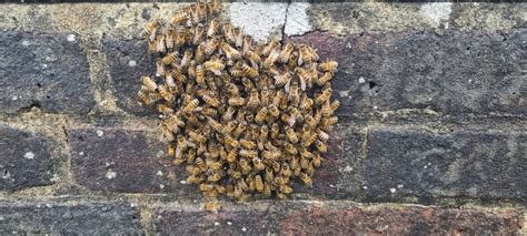 Swarms Central Sussex Beekeepers Association