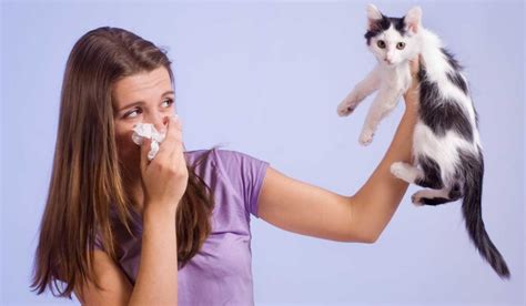 Crean Vacuna Contra La Alergia A Los Gatos Provocada Por Su Saliva Y