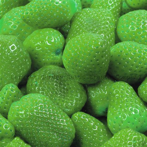 Buat anda yang masih asing mendengar kata rebung, bisa lihat pada gambar. Gambar Khasiat Buah Buahan Sayur Sayuran Mengikut Warna ...