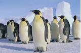 Where Can Penguins Be Found Images