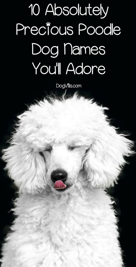 10 Absolutely Precious Poodle Dog Names Youll Adore Dog Names