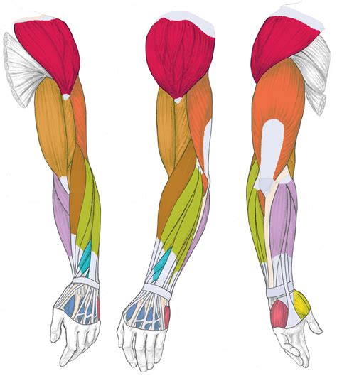 Muscles Human Muscle Anatomy Body Muscle Anatomy Arm Muscle Anatomy Kulturaupice