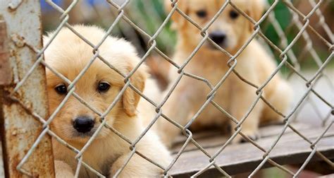 No-kill animal shelters | Fact# 2509 | FactRepublic.com