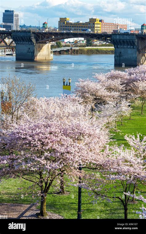 Cherry Blossoms In Portland Oregon Stock Photo Alamy
