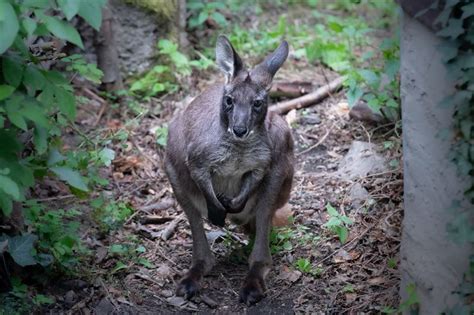 Klokan Horský Východní Zoo Ústí Nad Labem