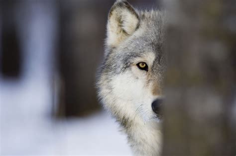 See wolf stock video clips. Spirit Wolf Visitations